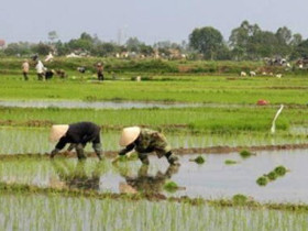 越南人口近億，為何還有越南稻米出口呢？
